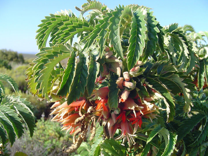 Melianthus Comosus Flower Seeds for Planting – Heirloom Non-GMO Seeds, High Germination Hardy Variety