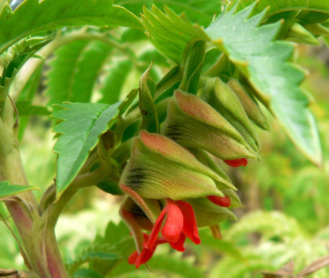 Melianthus Comosus Flower Seeds for Planting – Heirloom Non-GMO Seeds, High Germination Hardy Variety