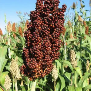 Red Sorghum Seeds for Planting – Heirloom Non-GMO Drought-Tolerant Grain Vegetable Seeds with High Germination