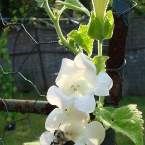 Maurandya White Lophospermum Seeds – Pollinator-Friendly Heirloom Non-GMO Flowers for Garden Planting