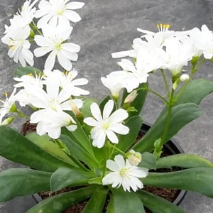 White Nevada Lewisia Flower Seeds for Planting – Perennial Rock Garden Blooms