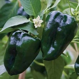 Poblano Vegetable Seeds for Planting – Heirloom & Non-GMO Garden Seeds