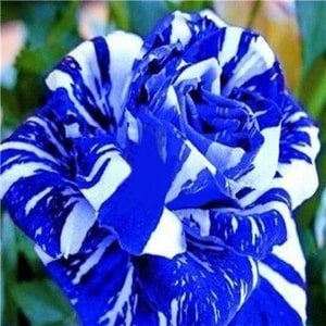 Tiger Stripe Blue Rose Flower Seeds for Planting – Heirloom, Non-GMO, High Germination Organic Garden Seeds