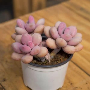 Pink Egg Flower Seeds for Planting – Heirloom Non-GMO Organic Garden Seeds, High Germination