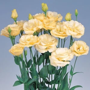 Light Yellow Eustoma Lisianthus Flower Seeds for Planting – Heirloom, Non-GMO, High Germination Organic Garden Seeds