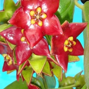 Light Red Hoya Flower Seeds for Planting – Heirloom, Non-GMO, Seasonal Bloomer, High Germination