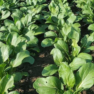 Yu Choy Chinese Cabbage Seeds for Planting – Heirloom, Non-GMO, Asian Leafy Vegetable – High Germination