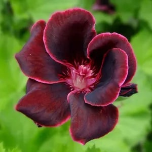 Maroon Red Geranium Flower Seeds for Planting – Heirloom, Non-GMO, Garden Favorite, High Germination