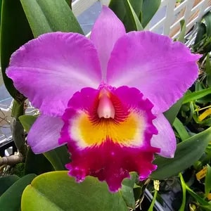 Cattleya Orchid Flower Seeds for Planting – Heirloom, Non-GMO, High Germination, Fragrant Blooms