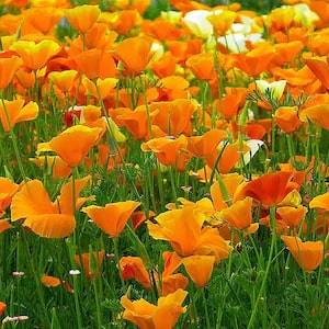 Orange Creeping Thyme Seeds – Heirloom, Non-GMO, High Germination Organic Garden Seeds for Drought-Tolerant Ground Cover & Landscaping