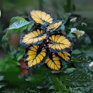 Sunburst Calathea Seeds for Planting - Heirloom &amp; Non-GMO, High Germination Organic Garden Seeds