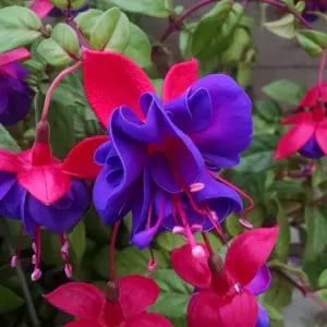 Blue Red Fuchsia Flower Seeds for Planting – Heirloom, Non-GMO, High Germination Organic Garden Seeds