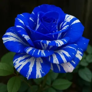 Tiger Stripe Blue Rose Flower Seeds for Planting – Heirloom, Non-GMO, High Germination Organic Garden Seeds