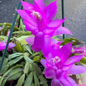 Purple Nopalxochia Flower Seeds – Heirloom, Non-GMO, High Germination Organic Garden Seeds for Planting