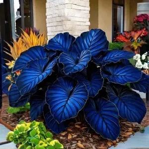 Dark Blue Caladium Flower Seeds for Planting – Heirloom Non-GMO Organic Garden Seeds, High Germination