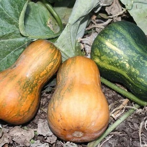 Brown Gourd Seeds – Heirloom Non‑GMO Edible & Ornamental Vegetable Garden Seeds for Planting, Organic Garden Seeds