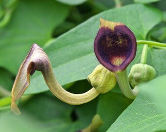 Aristolochia Debilis Flower Seeds – Heirloom Non-GMO Organic Garden Seeds for Planting – Hardy Variety, High Germination