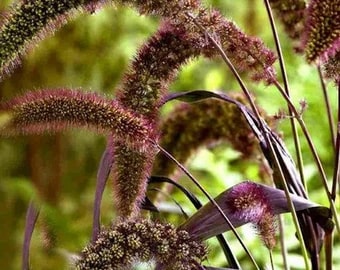 Foxtail Millet Red Jewel Ornamental Flower Seeds for Planting | Heirloom Non-GMO High Germination
