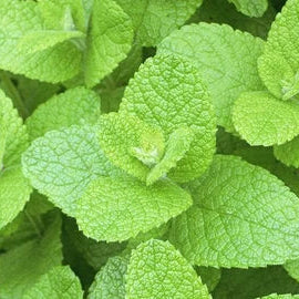 Herb Seeds,Garden seeds, Seeds For Planting,Plant Seeds