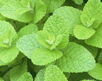 Herb Seeds,Garden seeds, Seeds For Planting,Plant Seeds