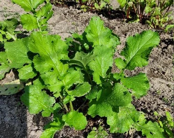 Seventop Turnip Seeds for Planting – Heirloom, Non-GMO Vegetable Seeds