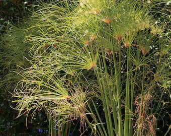 Egyptian Papyrus Flower Seeds for Planting – Heirloom, Non-GMO, High Germination Organic Garden Seeds