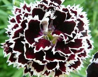 Dianthus Chianti Clove Flower Seeds for Planting – Heirloom Non-GMO, High Germination Organic Garden Seeds