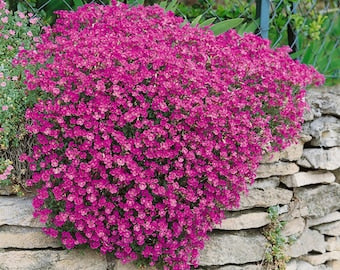 Mixed Aubrieta Flower Seeds for Planting Pink – Low Maintenance, Heirloom, Non-GMO, High Germination Organic Garden Seeds