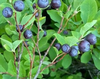 Mountain Huckleberry fruit seeds for planting - Heirloom & Non-GMO Garden seeds