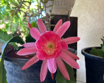 Light Pink Epiphyllum Flower Seeds for Planting – Heirloom Non-GMO Organic Garden Seeds with High Germination