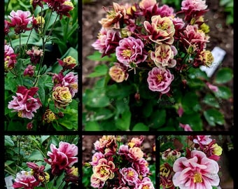 Red White Rock Cress Flower Seeds for Planting – Heirloom, Non-GMO, High Germination Organic Garden Seeds