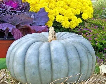 Blue Pumpkin Vegetable Seeds for Planting – Heirloom &amp; Non-GMO Seeds for Unique Colorful Gardens