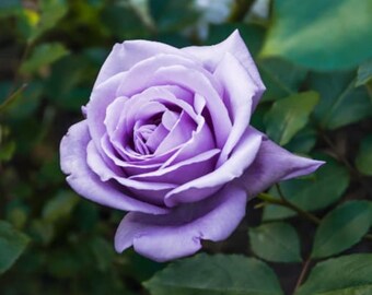 Light Violet Rose Flower Seeds for Planting – Heirloom, Non-GMO, High Germination