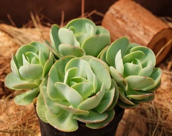 Mountain Rose Aeonium Greenovia Flower Seeds for Planting 100 pcs - Sun Loving, Heirloom & GMO Free Seeds for Home Garden
