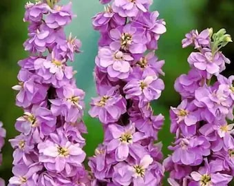 Mini Matthiola Incana Seeds for Planting Dark Violet – Heirloom, Non-GMO, High Germination Organic Garden Seeds