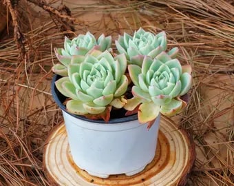 Mountain Rose Aeonium Greenovia Flower Seeds for Planting 100 pcs - Sun Loving, Heirloom & GMO Free Seeds for Home Garden