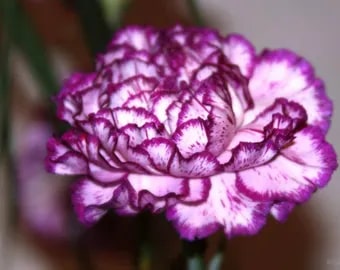 Violet Mix Dianthus Caryophyllus Flower Seeds for Planting – Heirloom Non-GMO High Germination Organic Garden Seeds