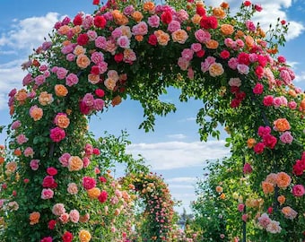 Mixed Climbing Rose Flower Seeds for Planting – Heirloom Non-GMO High Germination