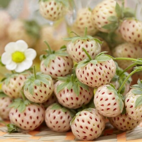 Pineberry White Strawberry fruit seeds for planting - Heirloom & Non-GMO garden seeds, rare sweet berries
