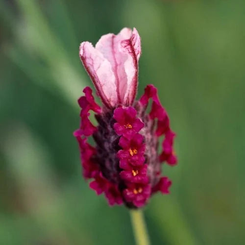 Flower Seeds, Seeds,Seeds For Planting,Plant Seeds