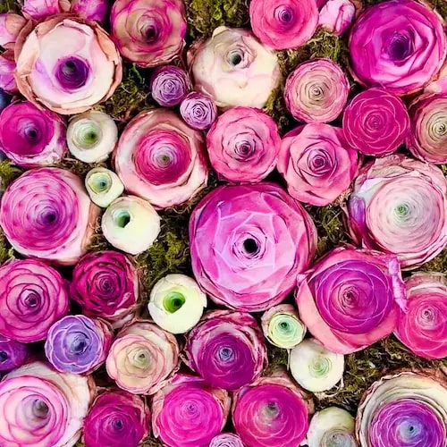 Mixed Colour Greenovia Flower Seeds for Planting – Heirloom, Non-GMO, High Germination, Organic Garden Seeds