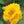 Yellow Stratheden Flower Seeds for Planting – Heirloom & Non-GMO Garden Seeds
