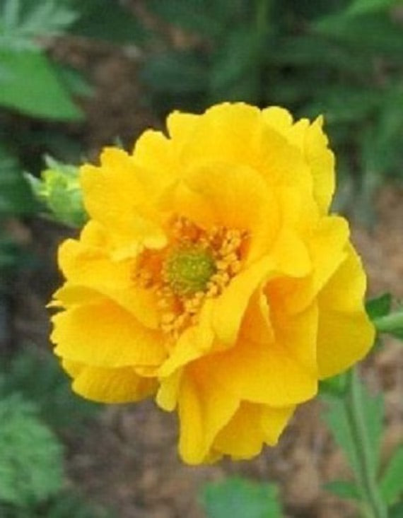 Yellow Stratheden Flower Seeds for Planting – Heirloom & Non-GMO Garden Seeds