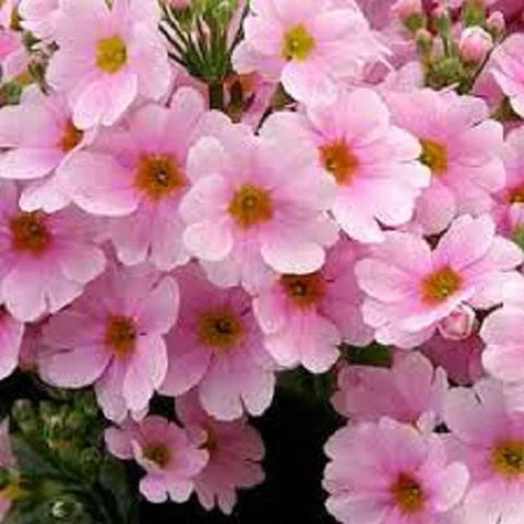 Flower Seeds, Seeds,Seeds For Planting,Plant Seeds