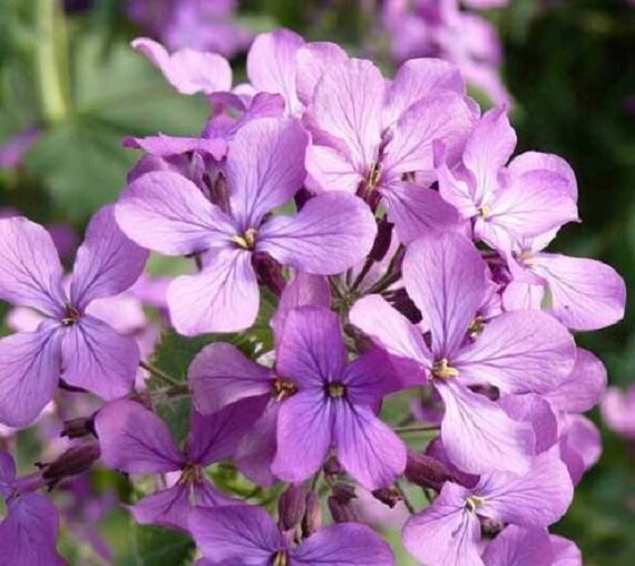Lavender Evening-Scented Flower Seeds for Planting – Heirloom, Non-GMO, High Germination, Organic Garden Seeds