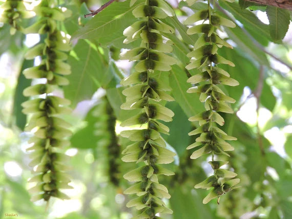 Flower Seeds, Seeds,Seeds For Planting,Plant Seeds