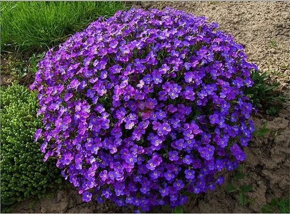 Violet Aubrieta Cultorum Flower Seeds for Planting – Heirloom, Non-GMO, High Germination