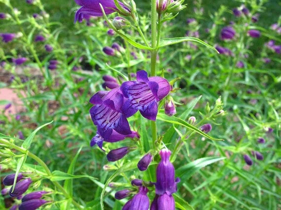 Violet Penstemon Flower Seeds for Planting – Heirloom Non-GMO, High Germination Organic Garden Seeds