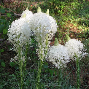 Flower Seeds, Seeds,Seeds For Planting,Plant Seeds
