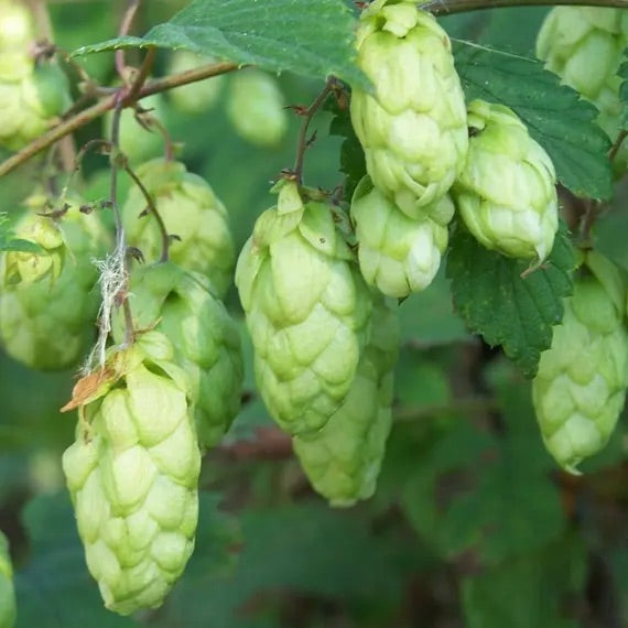 Green Hops Flower Seeds for Planting – Heirloom & Non-GMO Garden Seeds